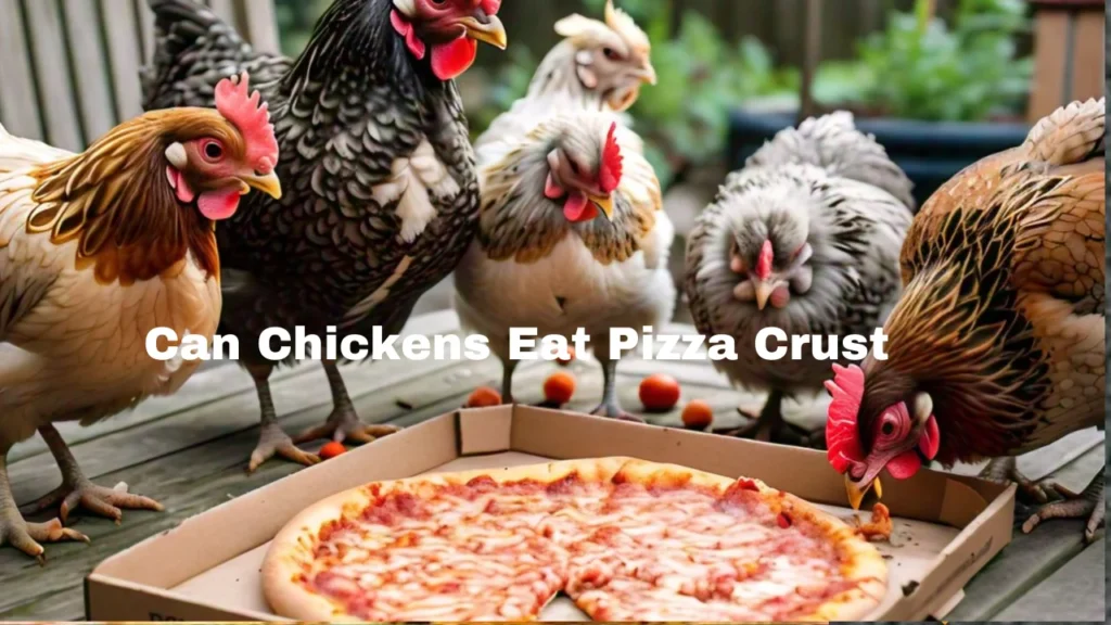 Can Chickens Eat Pizza Crust.
