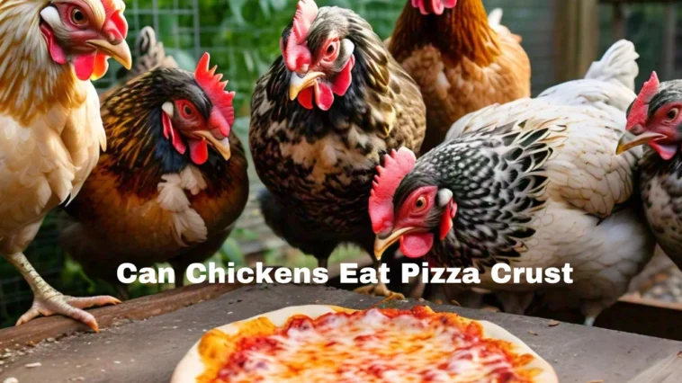 Can Chickens Eat Pizza Crust.